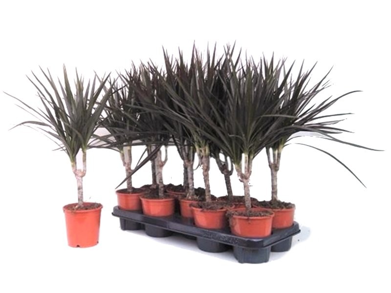 DRACAENA MARGINATA MAGENTA, 1-tronc  M11