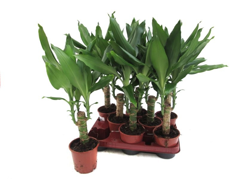 DRACAENA STEDNERII, 1 tronc  M11