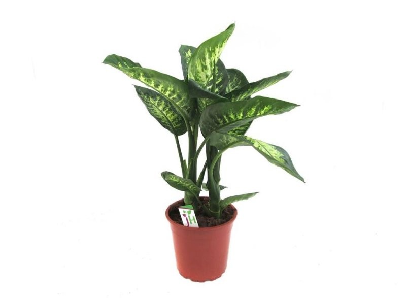 DIEFFENBACHIA TROPIC  M24