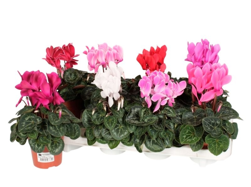 CYCLAMEN  M10.5 MIDI