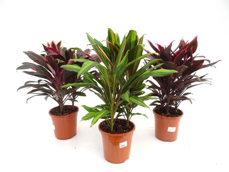 DRACAENA GRUP 3 M19  MIX