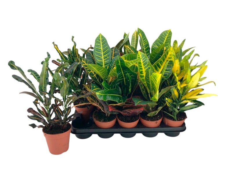 CROTON M12  Gold Mix