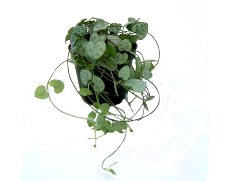 CEROPEGIA WOODII   M 8