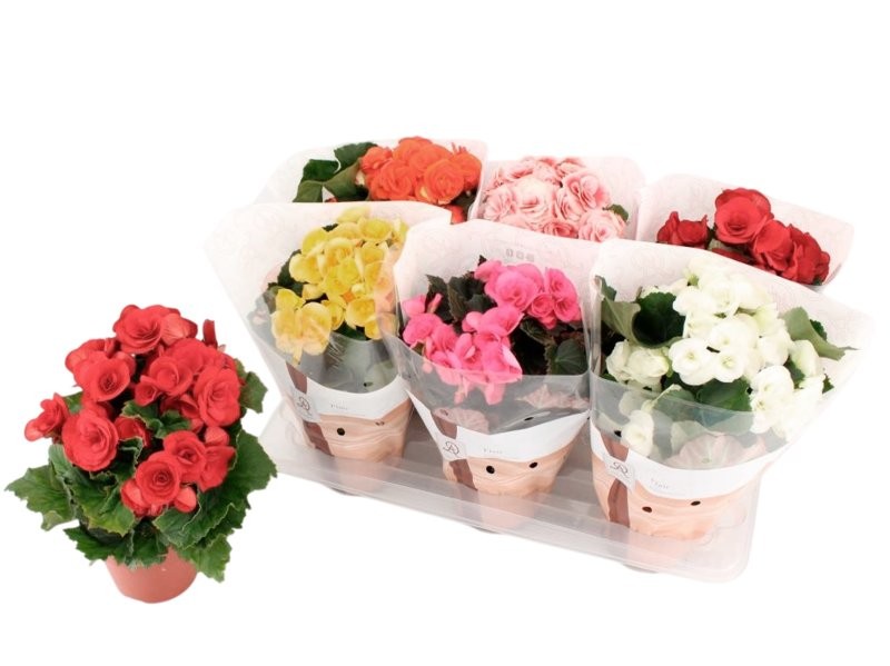 BEGONIA  ELATIOR M14 EXTRA