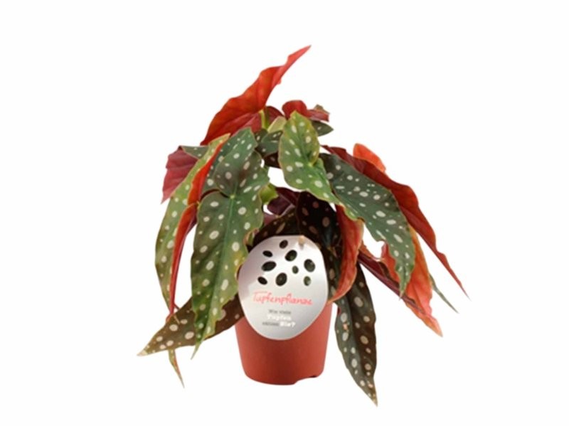 BEGONIA MACULATA M12