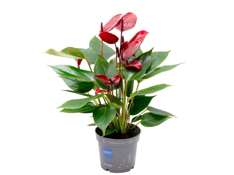 ANTHURIUM  M 9 BANDEROLA LAVA
