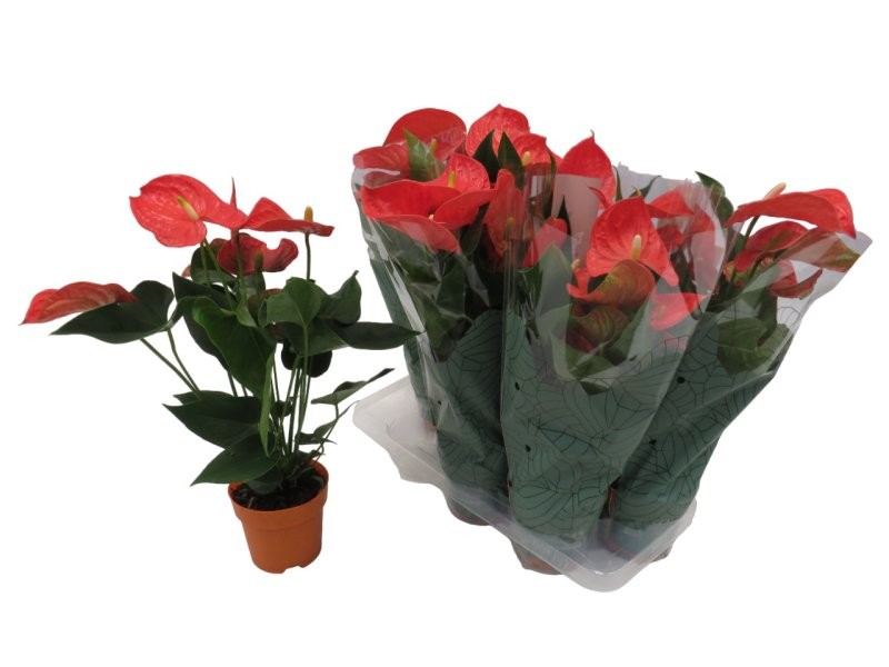 ANTHURIUM  M12 ORANGE CHAMPION taronja flor gran