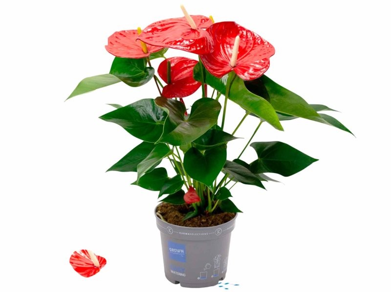 ANTHURIUM  M17 MINNESOTA flor gran XXL