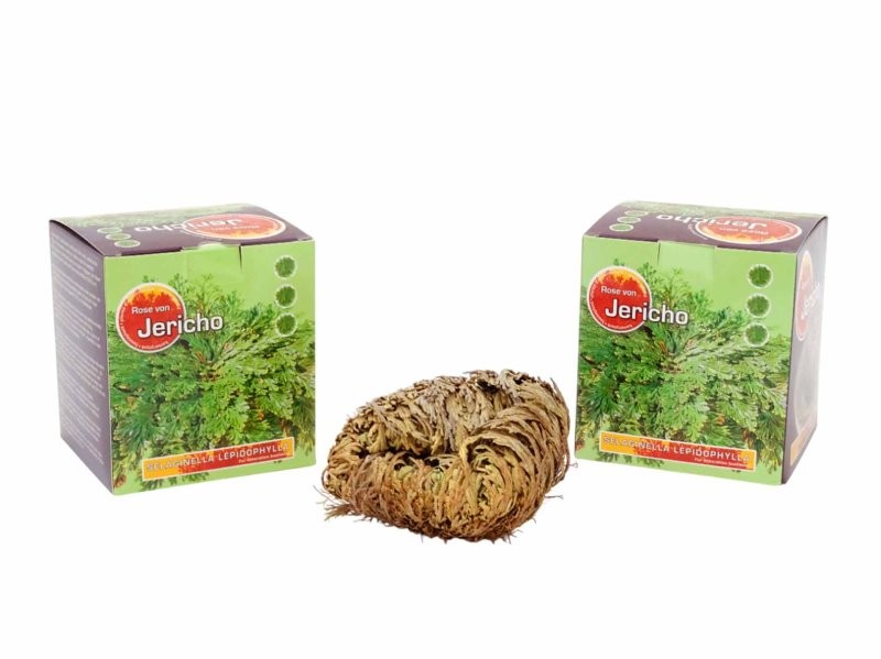 SELAGINELLA rosa de jericho