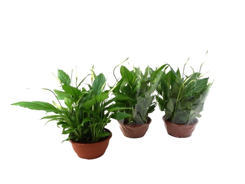 SPATHIPHYLLUM CHOPIN TARRINA M17