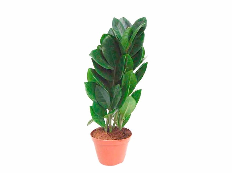 ZAMIOCULCAS ZENZI M 9  2 VARES