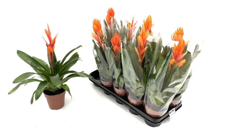 VRIESEA CHRISTIANE M12 TARONJA