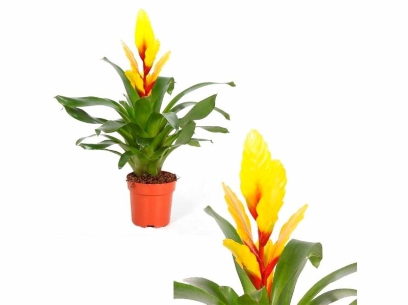 VRIESEA CHRISTIANE M12 GROC