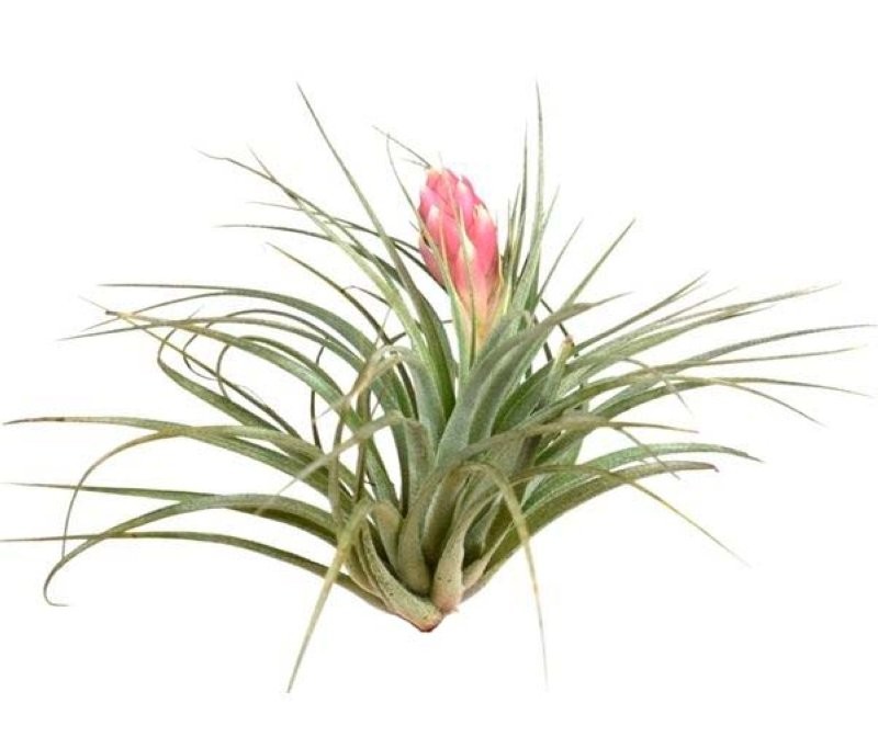 TILLANDSIA SUELTA CREATIVE Cotton Candy