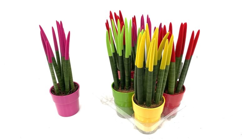 SANSIVIERIA CILINDRICA M12 VELVET MIX CERAMICA