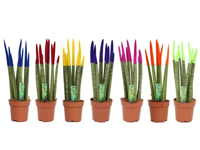 SANSIVIERIA CILINDRICA M12 VELVET MIX