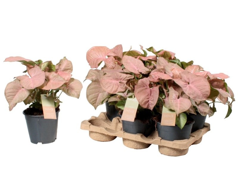 SYNGONIUM  M14 RED HEART