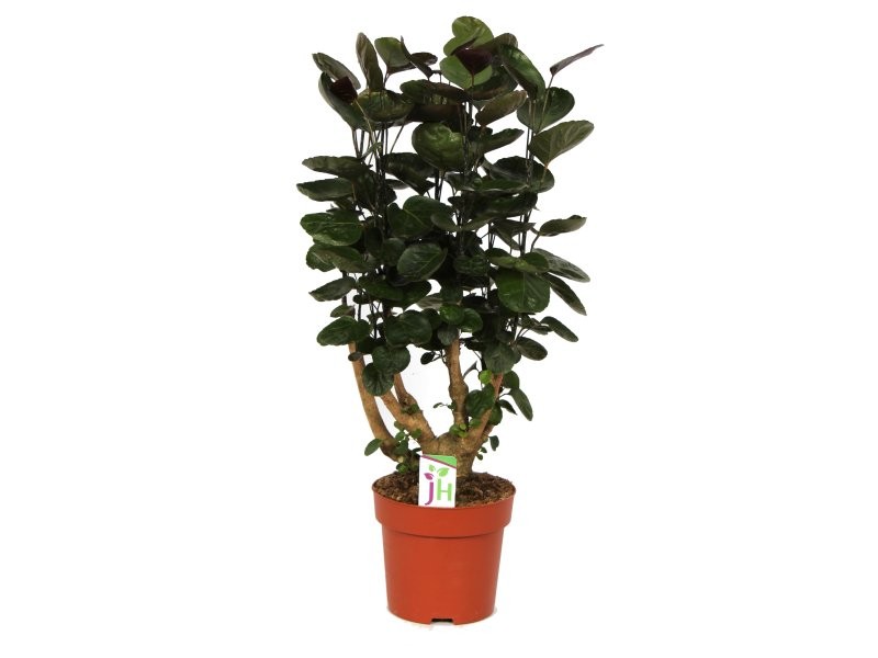 POLYSCIAS FABIAN  M19- 75cm.  negre