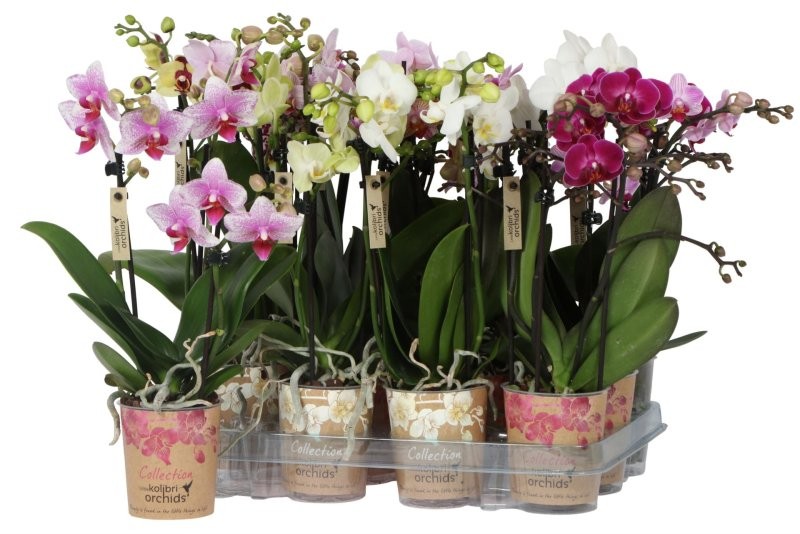 PHALAENOPSIS  M 9 KOLIBRI 3 VARES 35cm. MIX
