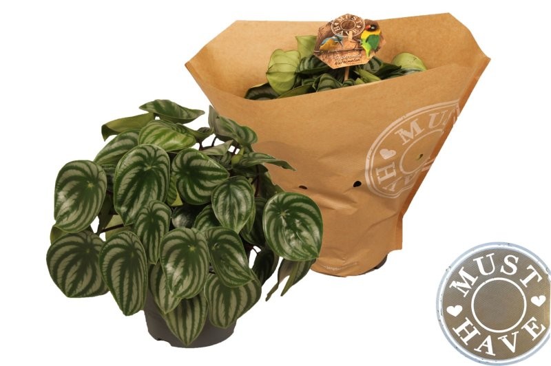 PEPEROMIA  M17 ARGYREIA 32cm.