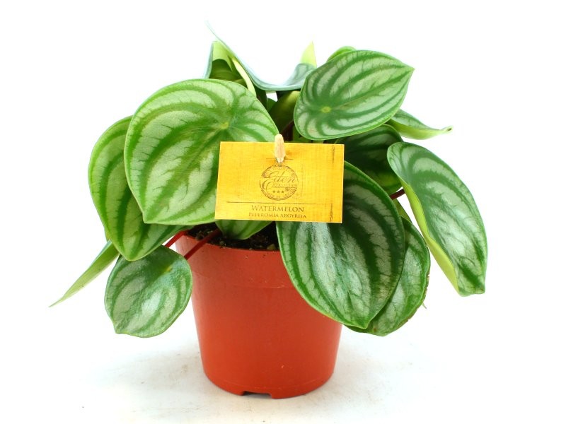 PEPEROMIA  M12 ARGYREIA