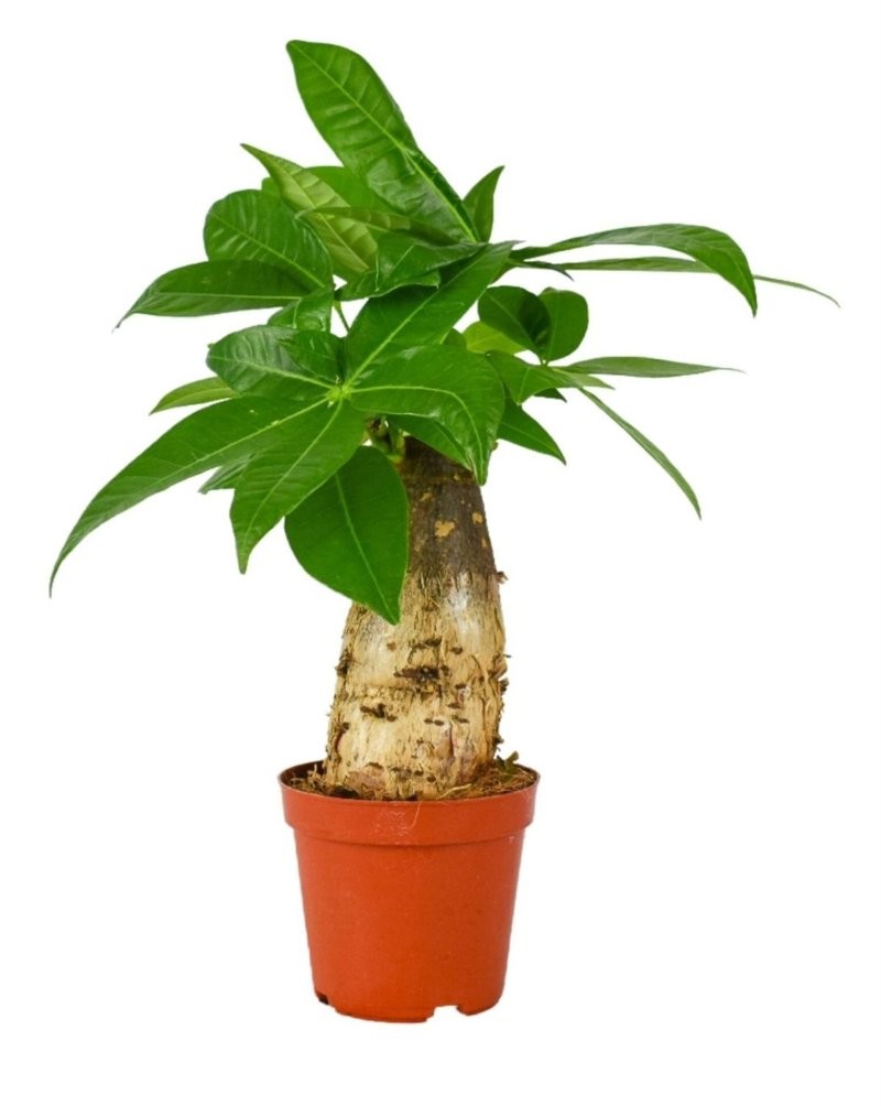 PACHIRA  M 9- 25cm. MINI