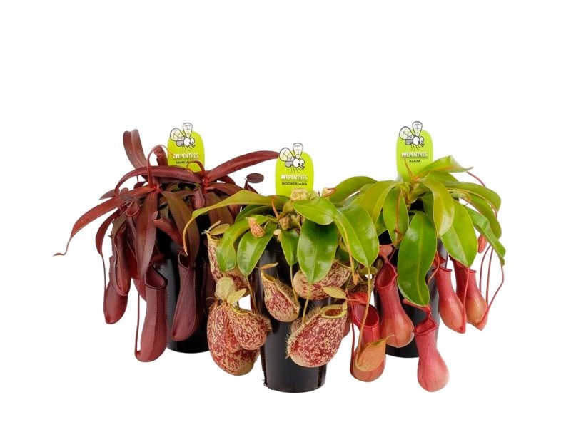 NEPENTHES  M12 MIX