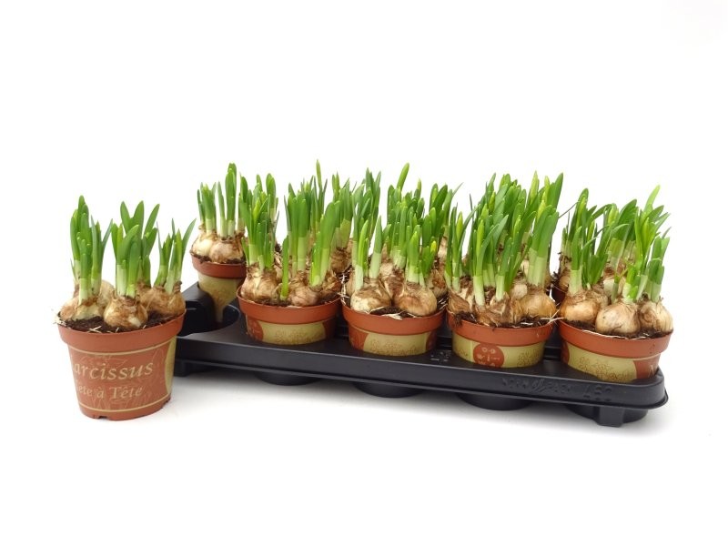 NARCISUS  M12 tete à tete