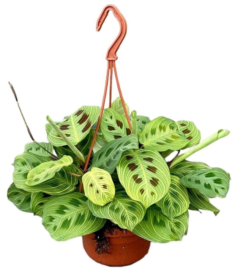MARANTA LEUCONEURA M15 Ligt Veins Colgar