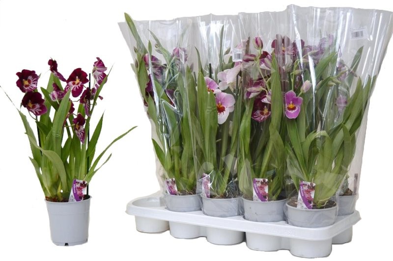 MILTONIA  M12-50cm orquidia 1 vara