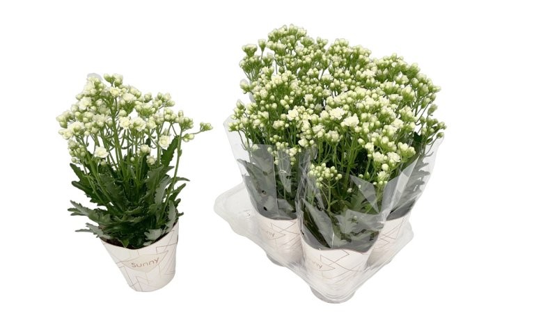 KALANCHOE SUNNY WHITE M14