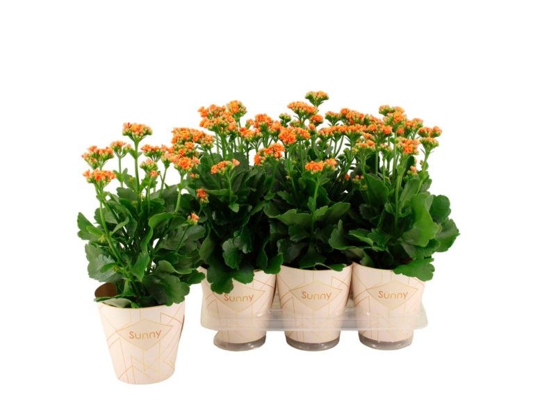 KALANCHOE SUNNY VOLCANIC ORANGE M14