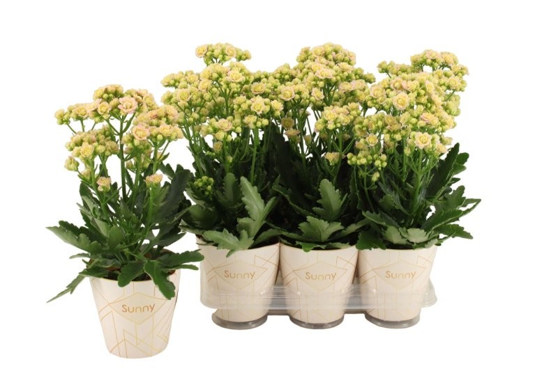 KALANCHOE SUNNY PINK M14