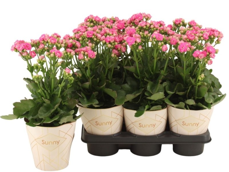 KALANCHOE SUNNY PINK BRUSHED M14