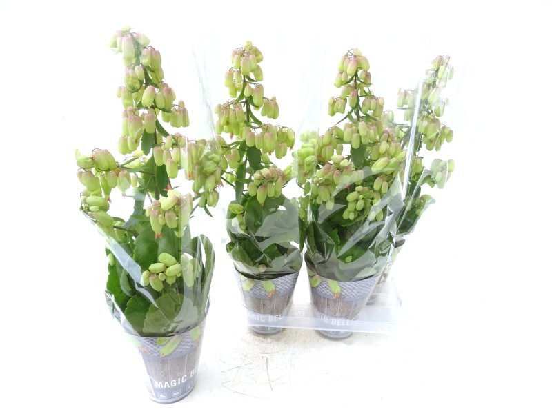 KALANCHOE MAGIC BELLS M14