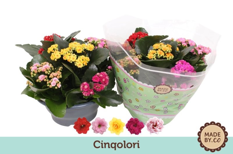 KALANCHOE  TARRINA 23  flor doble MULTICOLOR
