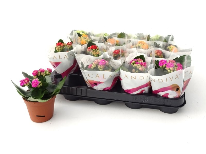 KALANCHOE  M 7 mini flor doble CALANDIVA