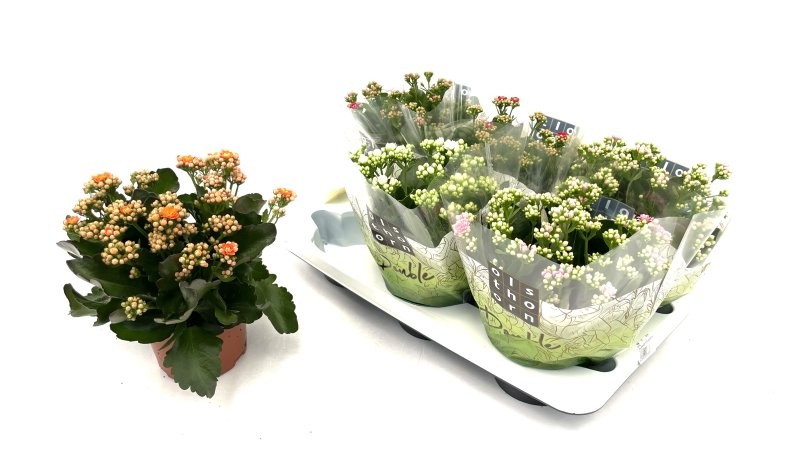 KALANCHOE  M15 CALANDIVA flor doble