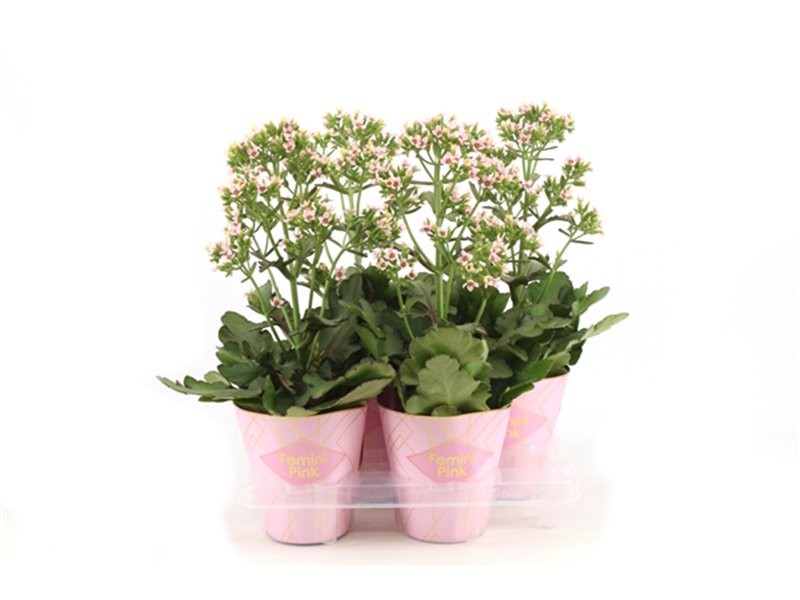 KALANCHOE FEMINI PINK M14