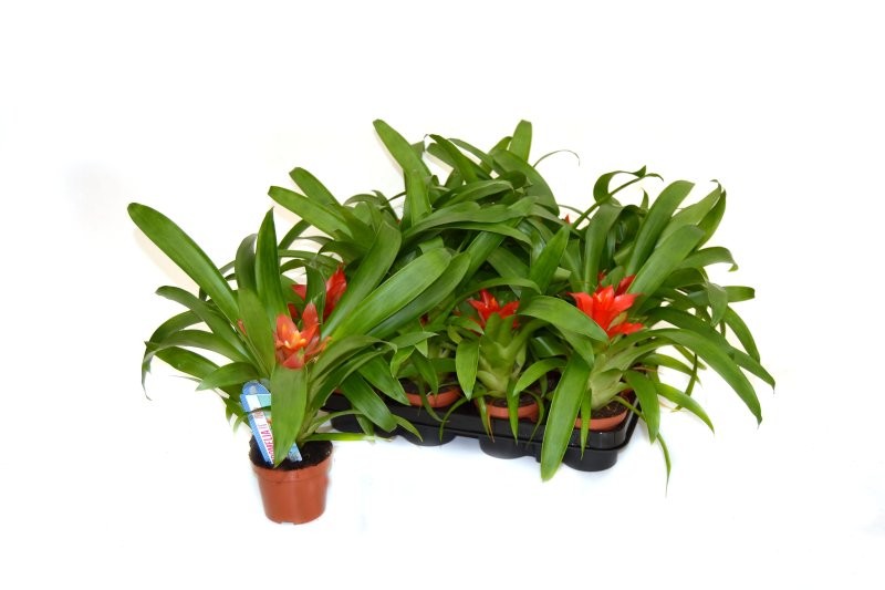 GUZMANIA  M 9 Blitz