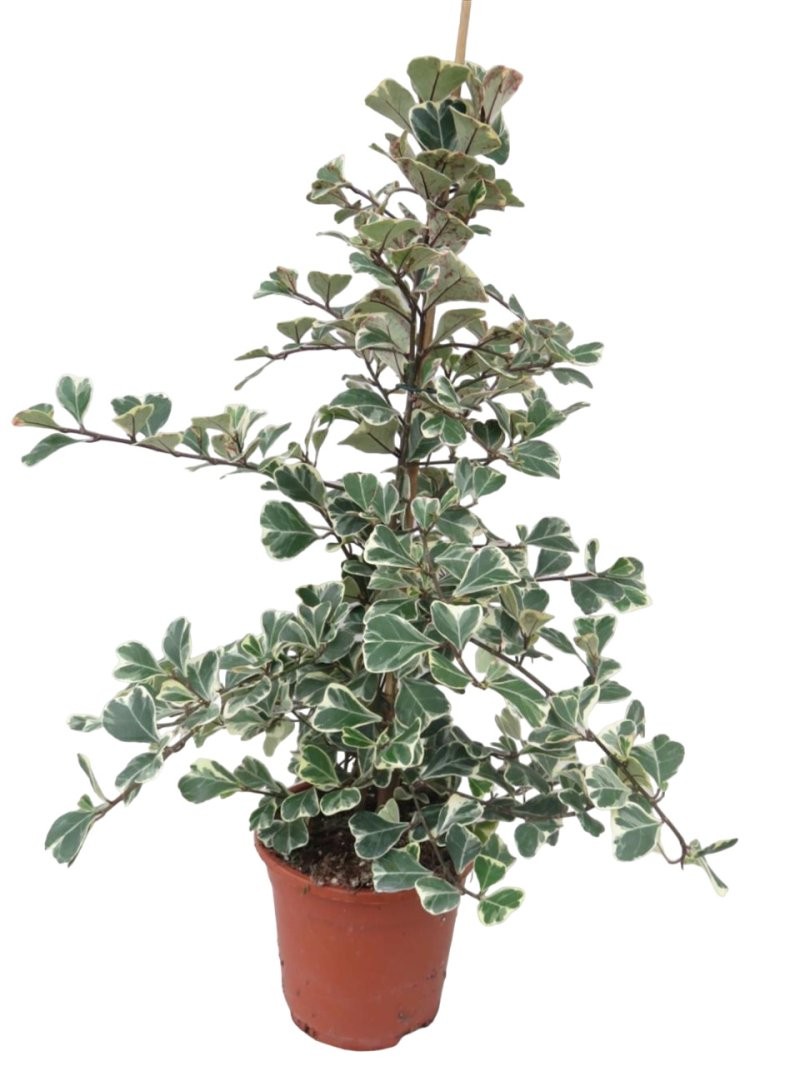 FICUS SWEETHEART M17 tutor
