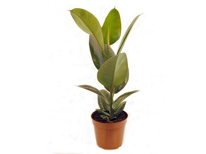 FICUS ROBUSTA  M17- 65cm.