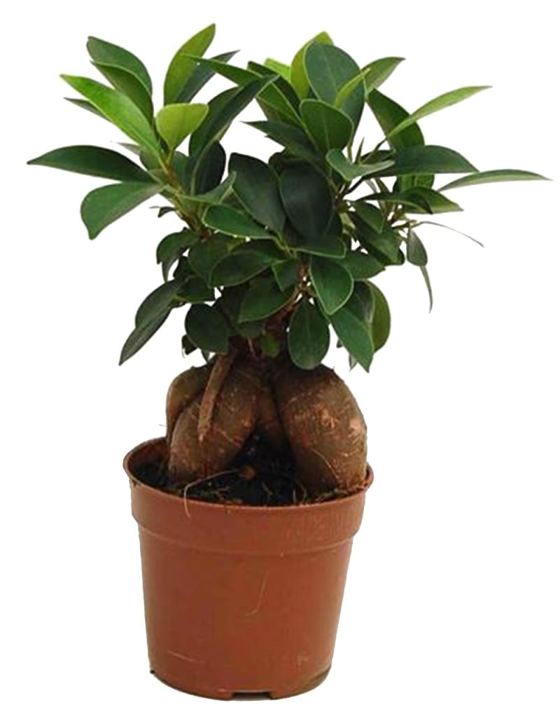 FICUS GINGEIN Ramificat M 9
