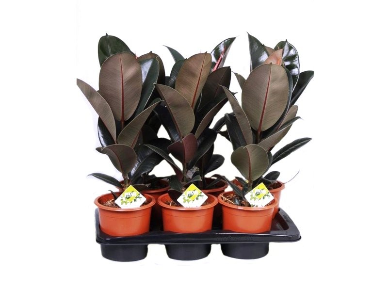 FICUS ROBUSTA ABDIJAN  M17- 55cm