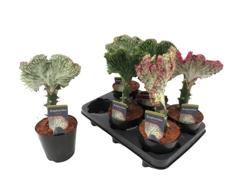 CACTUS EUPHORBIA LACTEA  CRISTATA M12