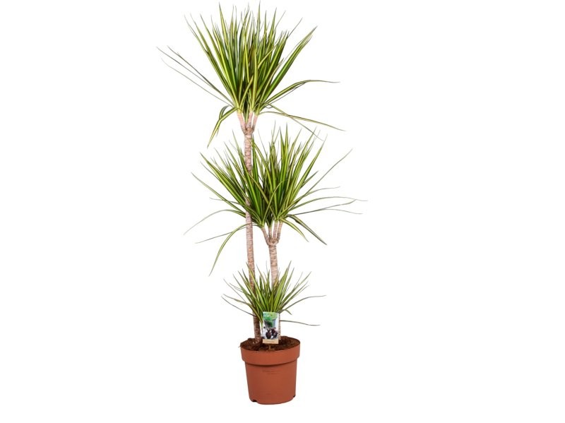 DRACAENA MARG. BICOLOR SUNRAY 60.30.15 M24 H120