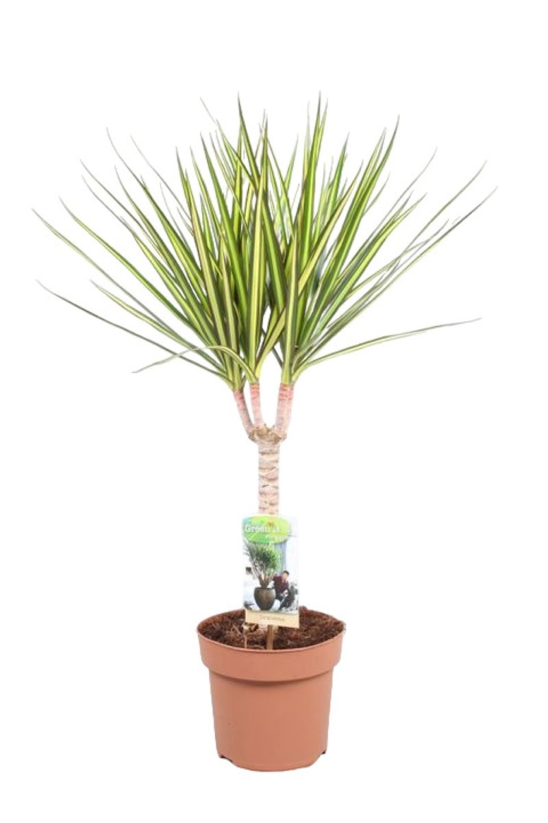 DRACAENA MARG. BICOLOR SUNRAY M12 H50 tronco