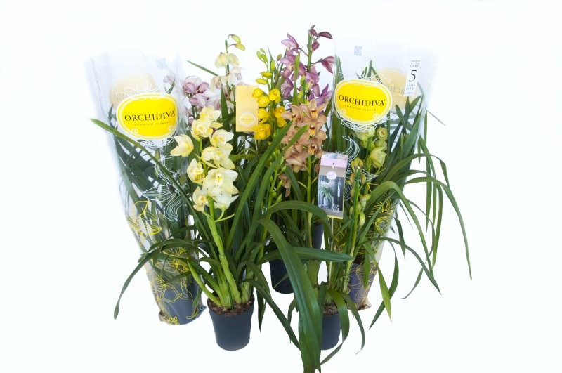 CYMBIDIUM, 2/3 branques M14- 60cm.