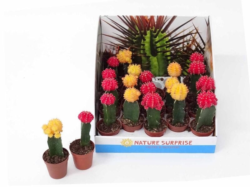 CACTUS   M 5.5 JAPAN MIX  (preu unitat)