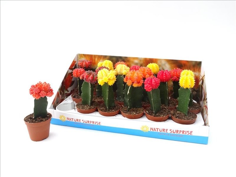 CACTUS   M 9 JAPAN MIX (preu unitat)